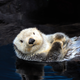 Image for article titled A Tennessee otter died after idiots gave it human food